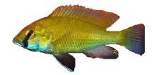HAPLOCHROMIS/ASTATOTILAPIA BURTONI- Tlamovec jikroskvrnný