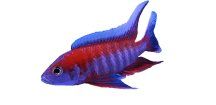 AULONOCARA EURECA SUPER RED- Tlamovec Aulonocara Eureca