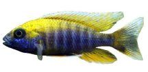 AULONOCARA JACOBFREIBERGI- Tlamovec Freibergův
