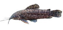 HOPLOSTERNUM/MEGALECHIS THORACATA -Pancéřníček kropenatý