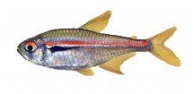 HYPHESSOBRYCON AMAPAENSIS -Tetra Amapanská