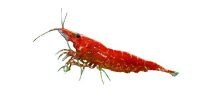 CARIDINA DENTICULATA "RED CHERRY" - krevetka Red Cherry