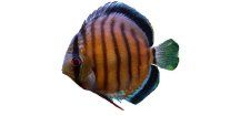 SYMPHYSODON AEQUIFASCIATUS AXELRODI -Terčovec hnědý